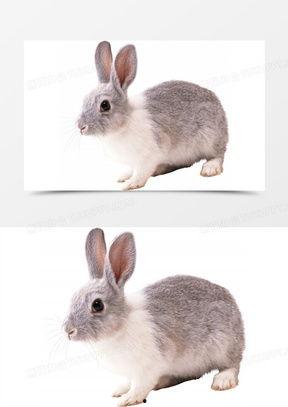 兔子吃瓜素材视频,萌宠趣味瞬间，解锁夏日清凉新姿势