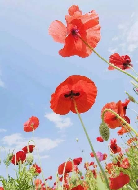 虞美人吃瓜大师视频,揭秘娱乐圈幕后真相