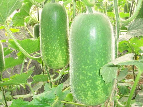 减肥翠绿瓜可以吃吗视频,视频揭秘健康瘦身新选择