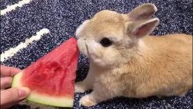 小兔吃瓜爆笑视频大全,欢乐无限！爆笑视频大全集锦