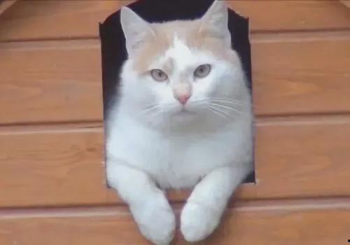 北方小猫吃瓜视频,萌态百出引网友热议