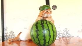 吃土瓜搞笑视频大全集,欢乐无限，笑点爆棚