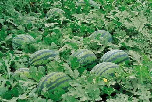 院子吃瓜视频素材大全,素材大全带你领略夏日休闲时光