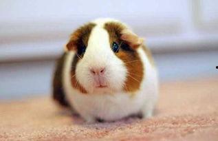 豚鼠喜欢吃佛手瓜吗视频,揭秘它们对佛手瓜的喜爱之谜