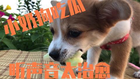 两只小狗吃瓜比赛视频,两只小狗的吃瓜大赛精彩瞬间