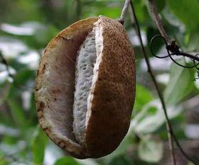 八月瓜怎么吃视频,视频教你轻松享美食